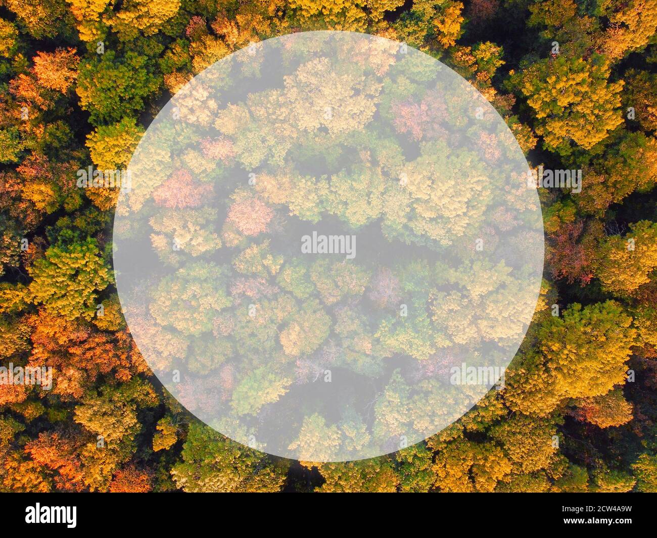 Sfondo per copiare lo spazio del tuo testo, autunno foresta colorata in cima. Foto Stock