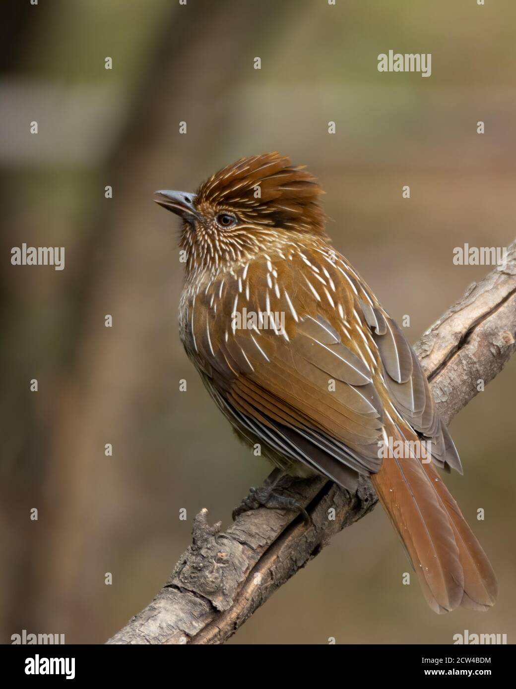 Uno splendido Laughingthrush (Garrulax striatus), arroccato su un ramo di albero nelle foreste di Pangot a Uttarakhand, India. Foto Stock