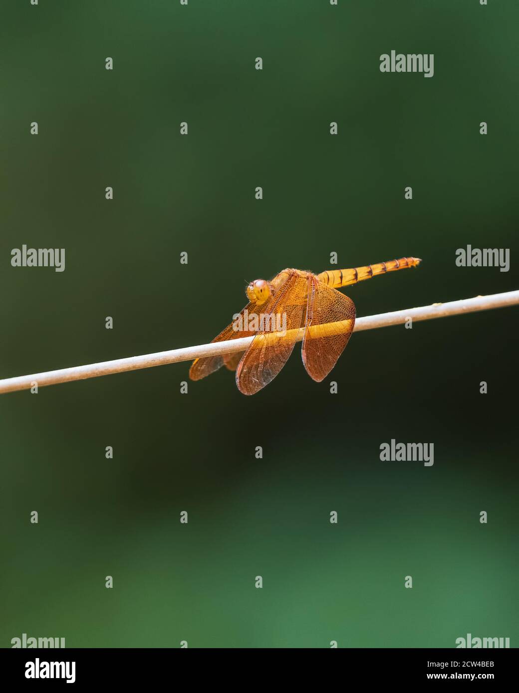 Bella libellula marrone e arancio a riposo su un ramoscello nel giardino. Foto Stock