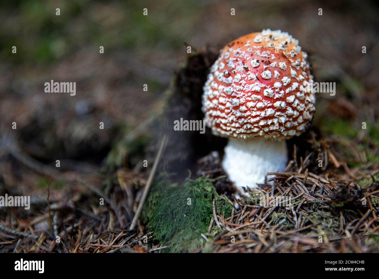 Close-up di fungo rosso Foto Stock