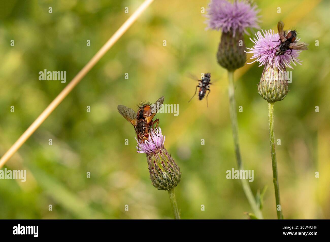 Insetti, Flys, su fiori in un prato inglese, estate 2020 Foto Stock