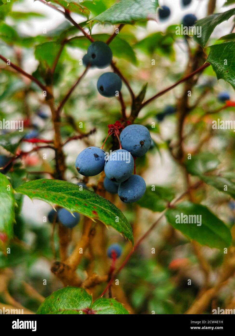 La pianta dell'uva dell'Oregon (Mahonia aquifolium) con Foliage e Berries Foto Stock