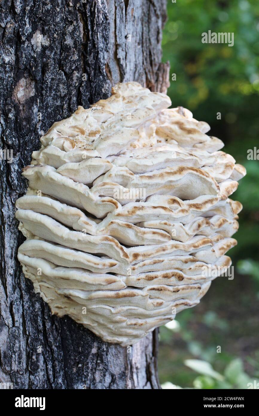 Climacodon septentrionalis - fungo del dente settentrionale, su un tronco d'albero. Foto Stock