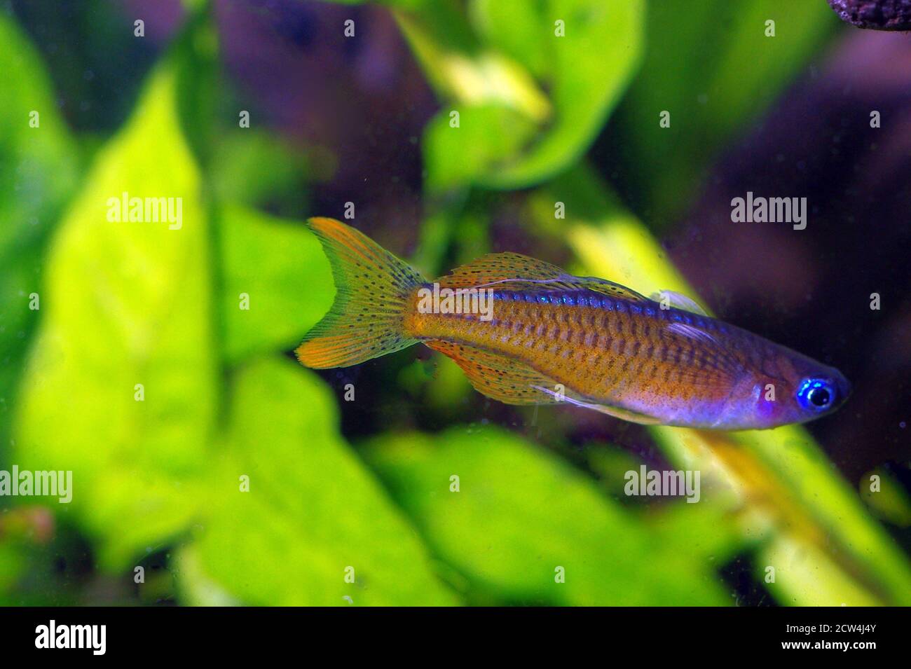 Pesci rossi dell'occhio blu del neon (Pseudomugil luminatus) Foto Stock