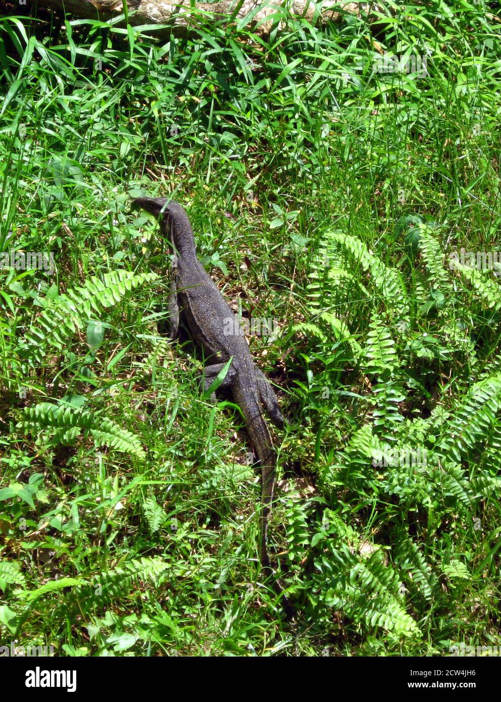 Monitor Bengala o indiano comune (Varanus bengalensis) Foto Stock