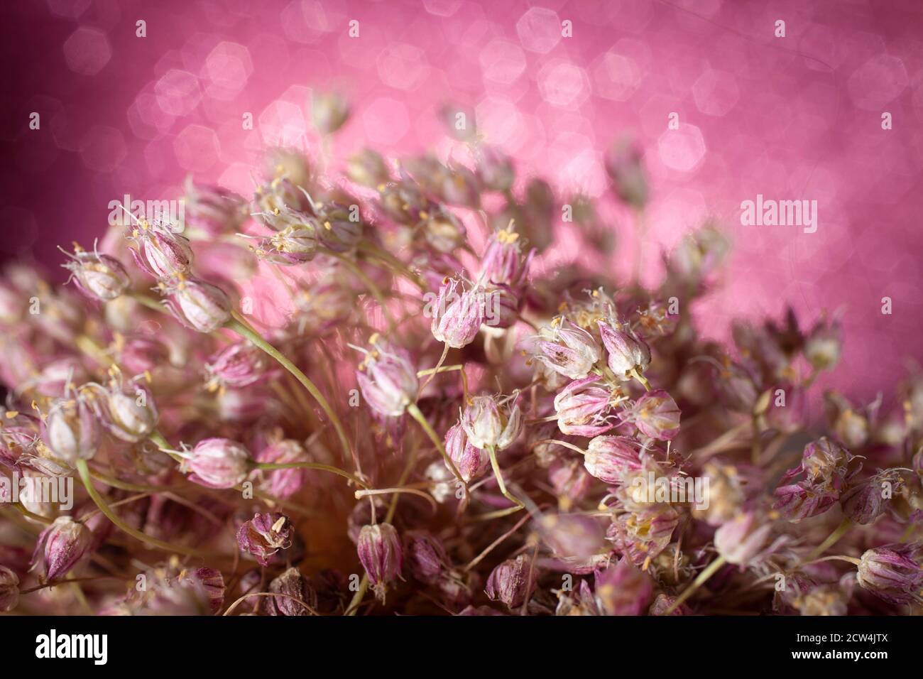 Macro Foto di Pink Allium Flower su Pink Bokeh sfondo Foto Stock