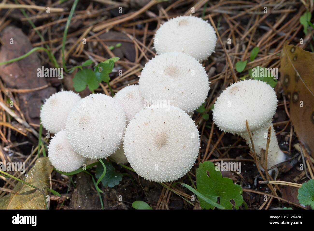 Lycoperdon perlatum, funghi bianchi di puffball comune nel fuoco selettivo di closeup della foresta Foto Stock
