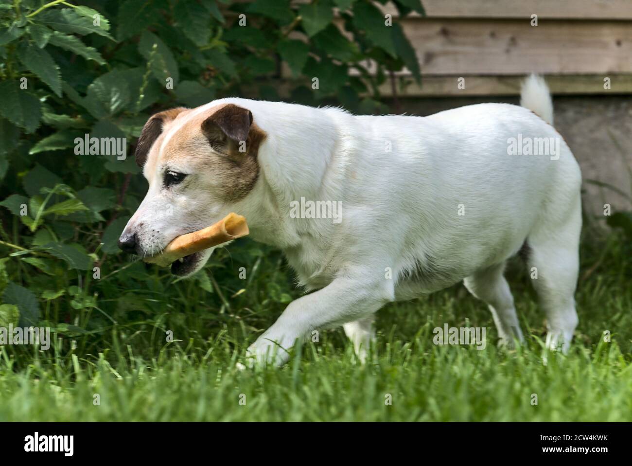 Bel cane Jack Russell Terrier che tiene un osso e camminare nel giardino Foto Stock