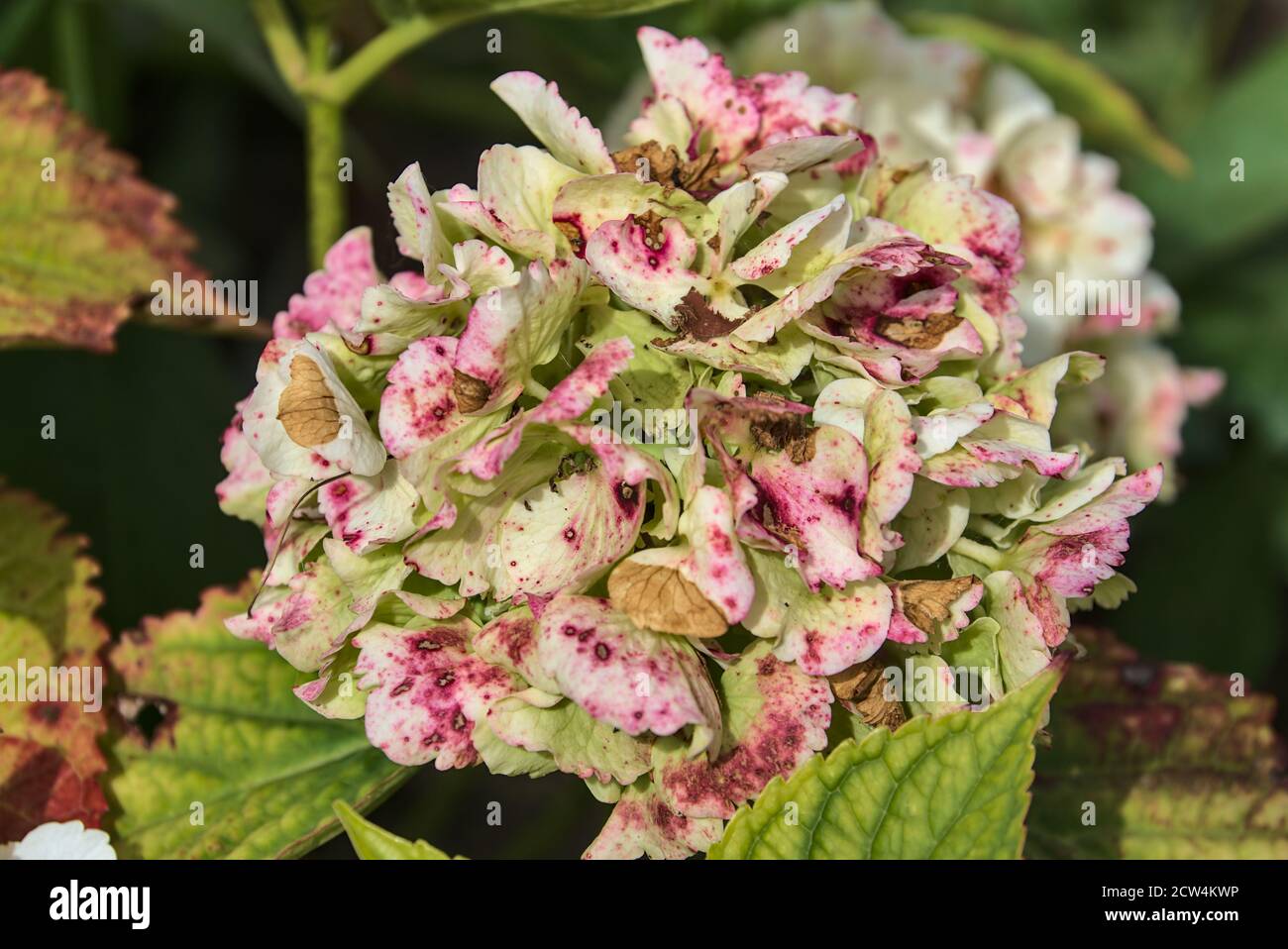 Fiori bianchi sbiaditi di idrangea nel giardino. Fiori d'autunno Foto Stock