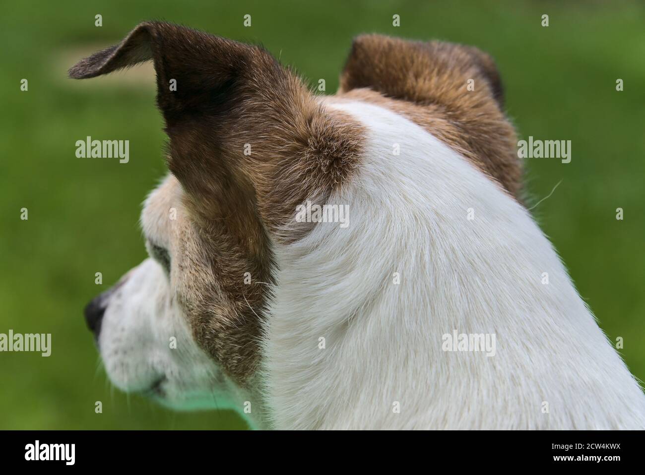 Jack Russell Terrier cane. Vista posteriore della testa del cane. Orecchie di cane. Foto Stock