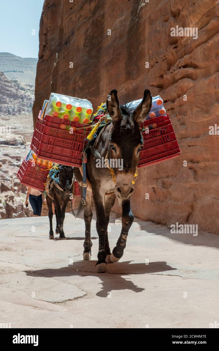 Giordania, Petra (UNESCO). Impegnativo sentiero che porta ad Deir (il Monastero) lavorando mulo che trasporta forniture. Foto Stock