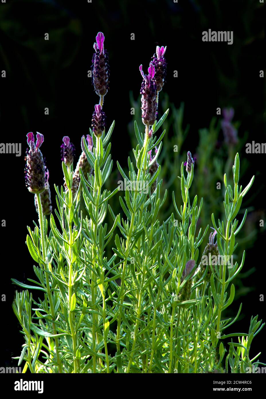 sfondo verticale lavanda brillante retroilluminato dal sole della sera, oscurità dietro i sacchi per spazio di copia Foto Stock