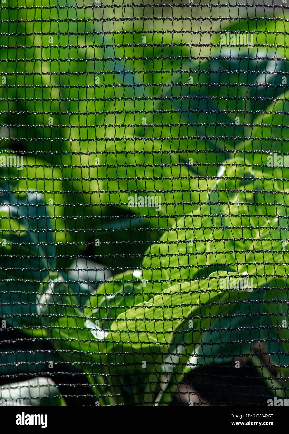 immagini verticali di rete a farfalla con mesh da cui viene protetta la brassica insetti nel giardino o l'assegnazione si concentrano sul soggetto con bac verde organico Foto Stock