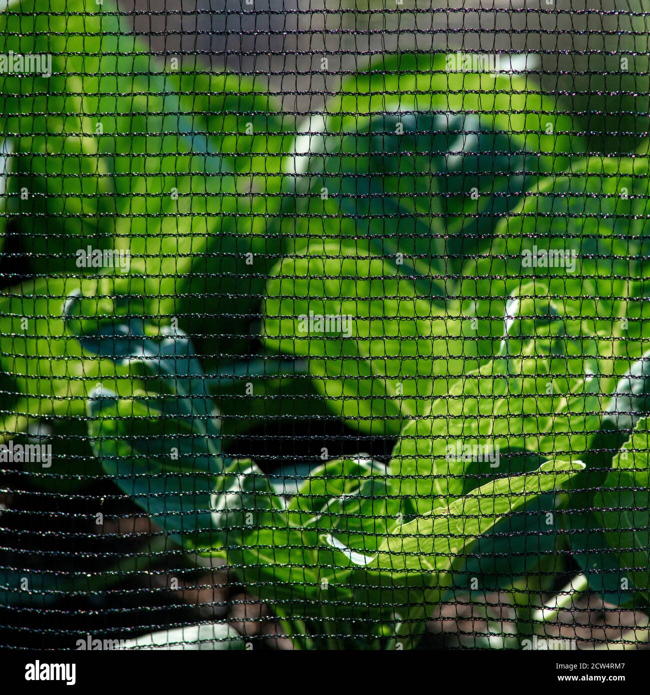 immagini quadrate di rete a farfalla a rete da parte di brassica protetta insetti nel giardino o l'assegnazione si concentrano sul soggetto con verde organico indietro Foto Stock