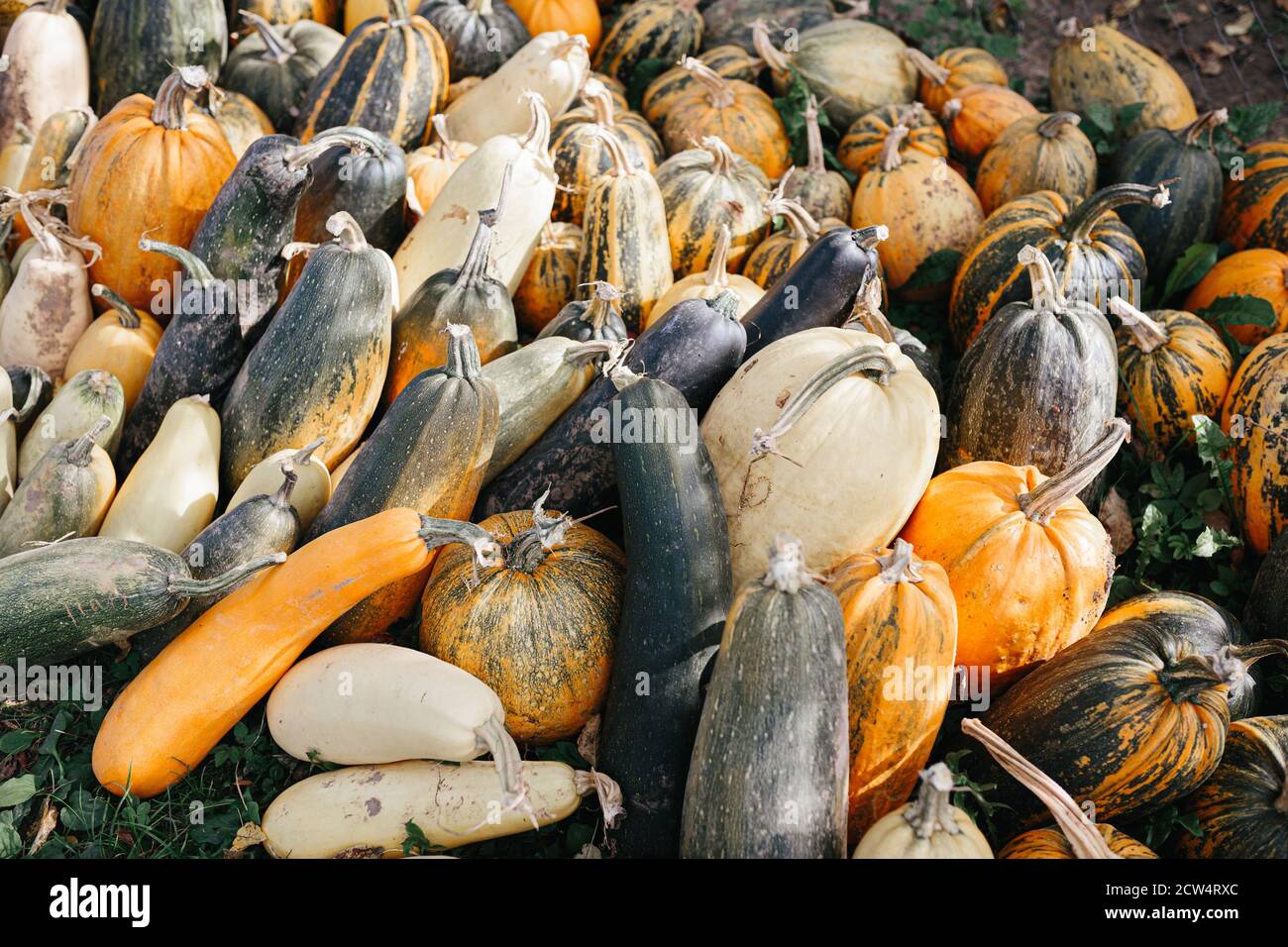 Raccolta zucche impilate in una grande pila. Zucche di varie dimensioni, forme e colori. Foraggio per bestiame. Foto Stock