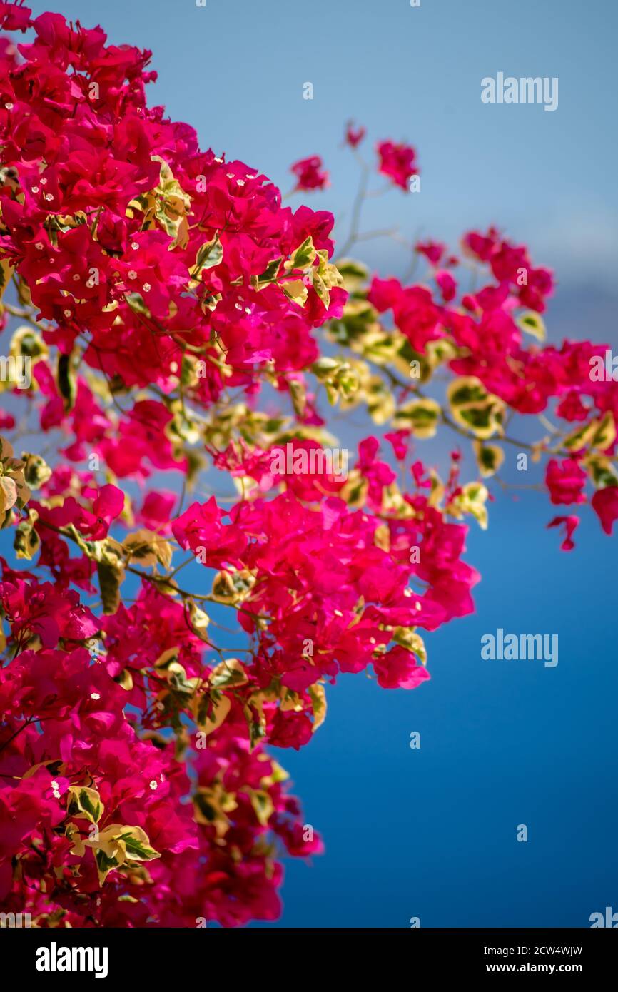 Bella bougainvillea fiore con colori impressionanti a Santorini isola greca con il mare e il cielo blu profondo Foto Stock