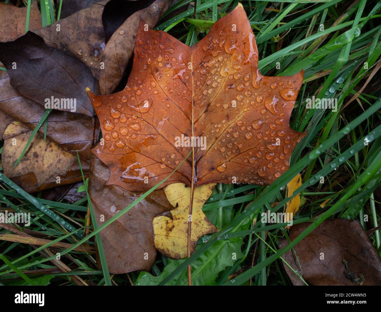 foglia d'autunno sul fondo della foresta Foto Stock