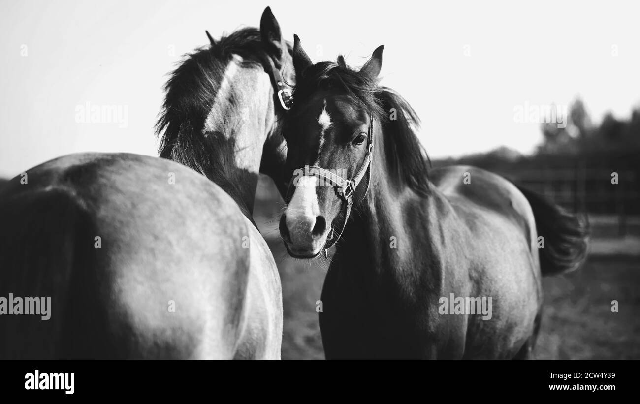 Immagine in bianco e nero di due cavalli domestici che si radunano in un campo, illuminato dalla luce solare estiva. Amicizia e cura. Foto Stock