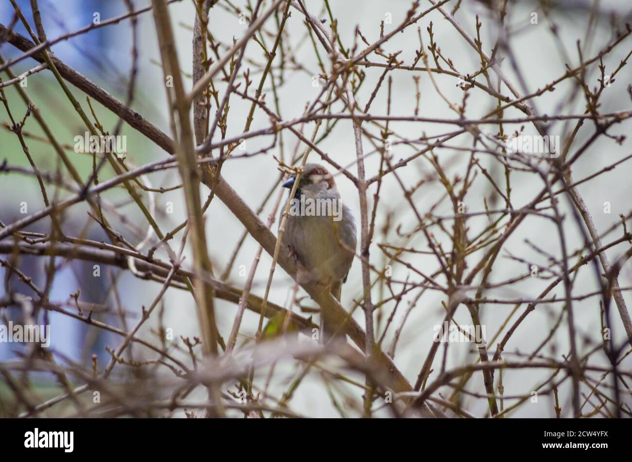 Sparrow su un ramo di albero senza foglie da vicino Foto Stock