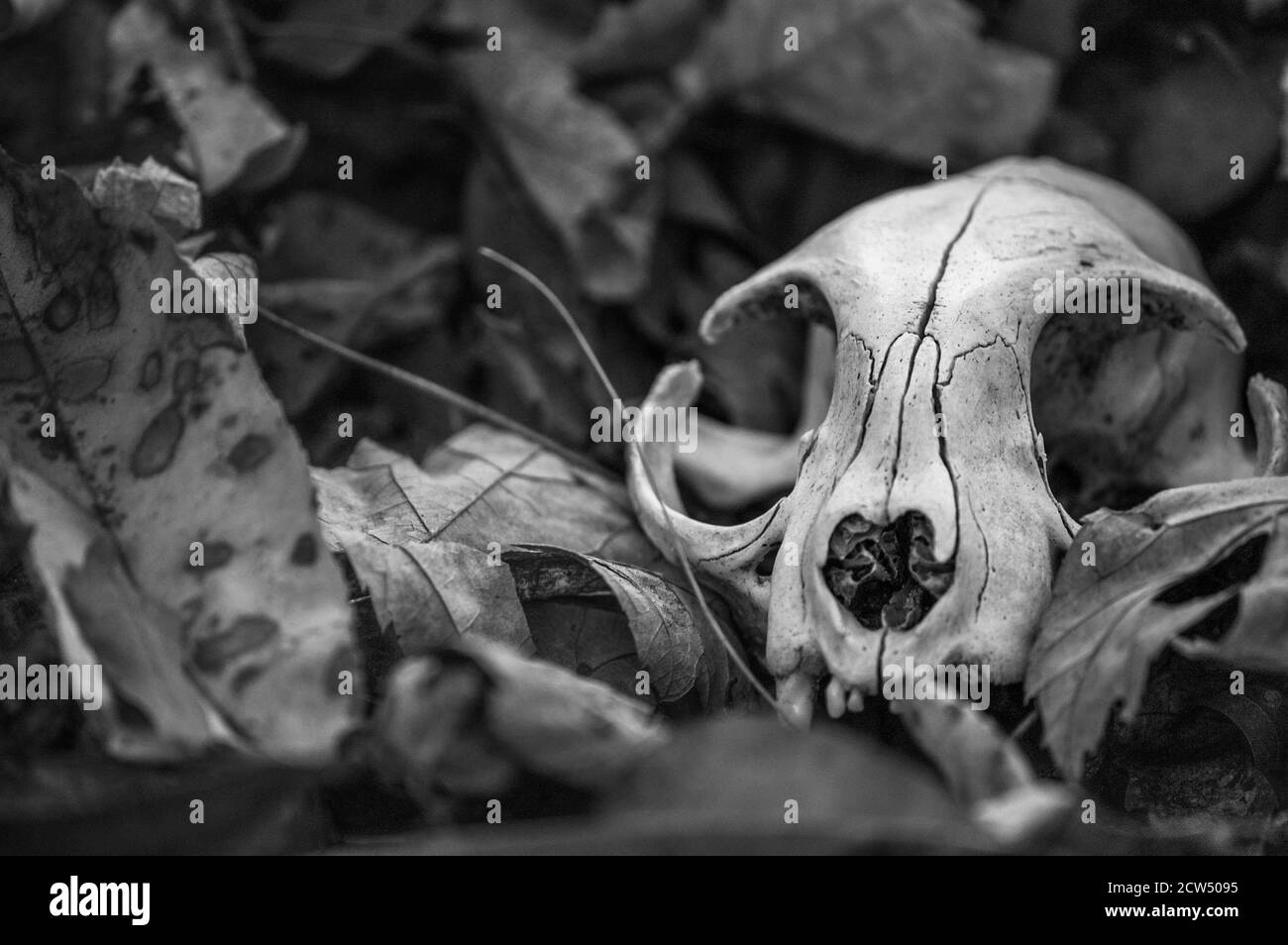 Un vecchio cranio di gatto raccolto nei boschi, in bianco e nero Foto Stock