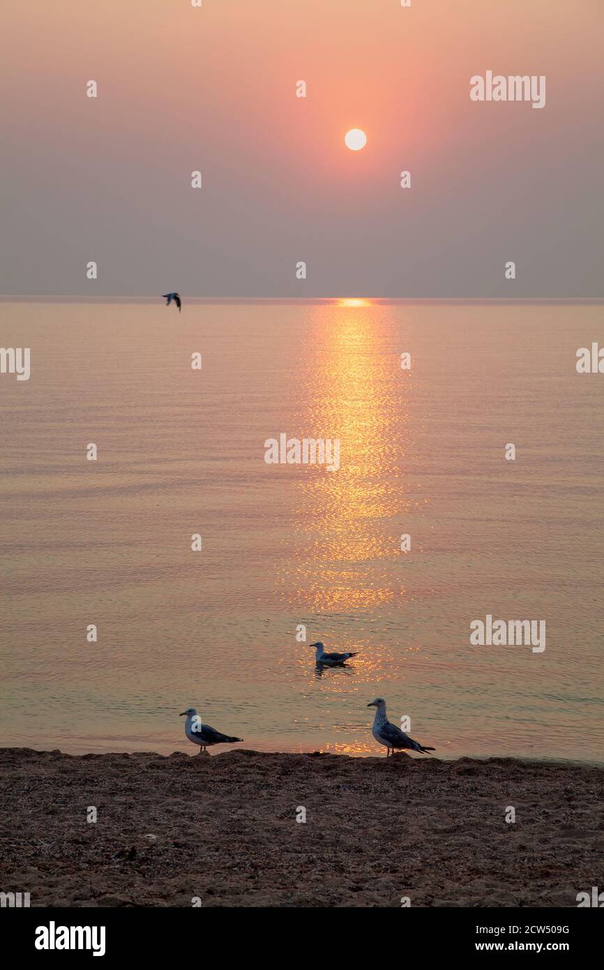 Gabbiani che camminano sulla spiaggia all'alba, il sole si riflette in acque calme. Foto Stock