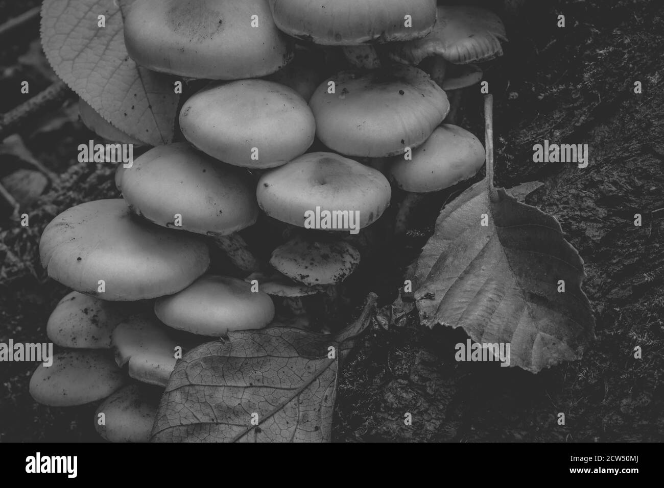 Testa verde di zolfo lievitato su un tronco di albero, Hypholoma fasciculare, molti funghi su un tronco di albero, funghi fotografati artisticamente, contrasto setoso, Foto Stock