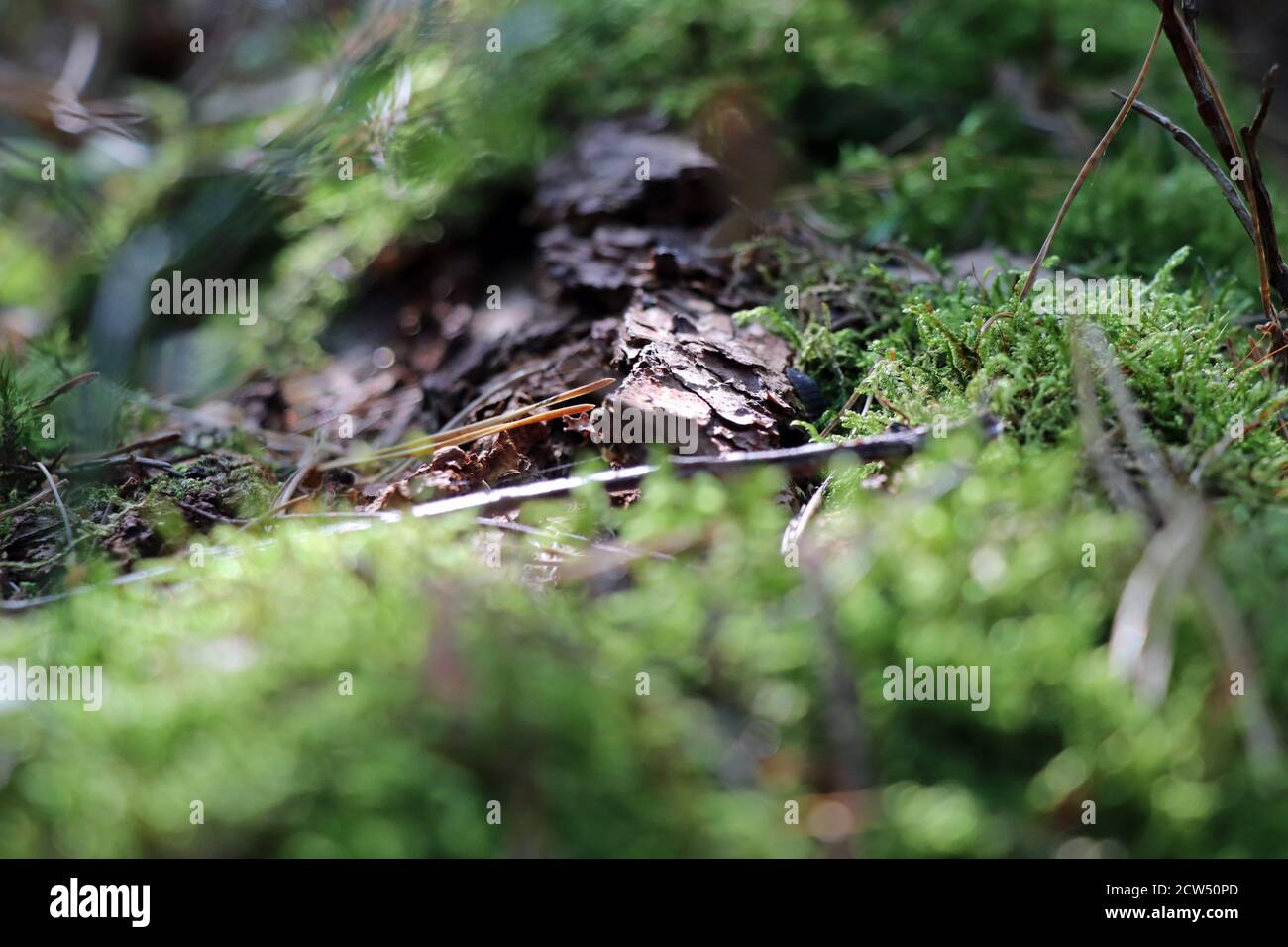 Muschio su un tronco di albero morto nella foresta Foto Stock