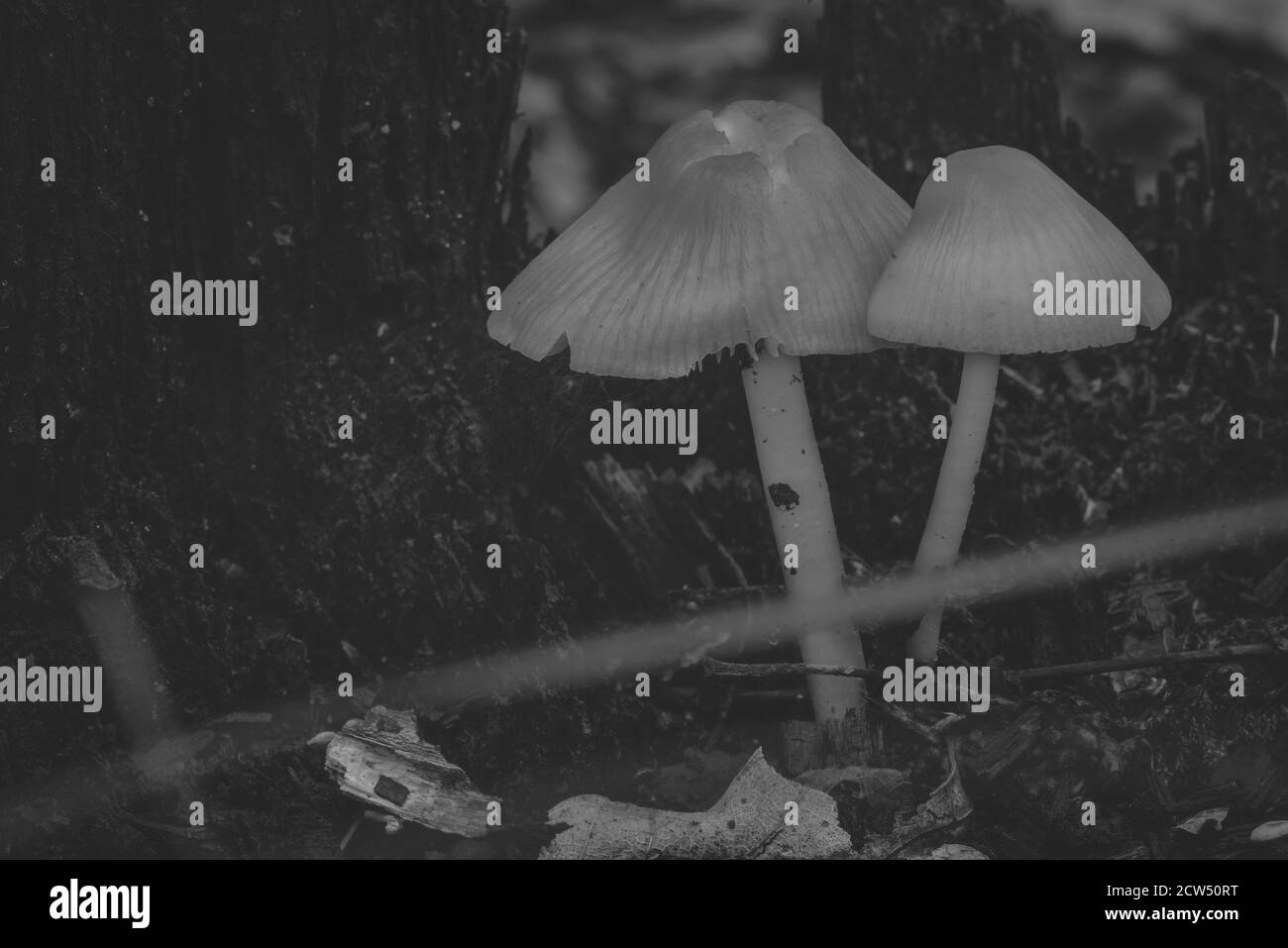 funghi su un tronco d'albero, funghi fotografati artisticamente, contrasto setoso, foto in bianco e nero Foto Stock