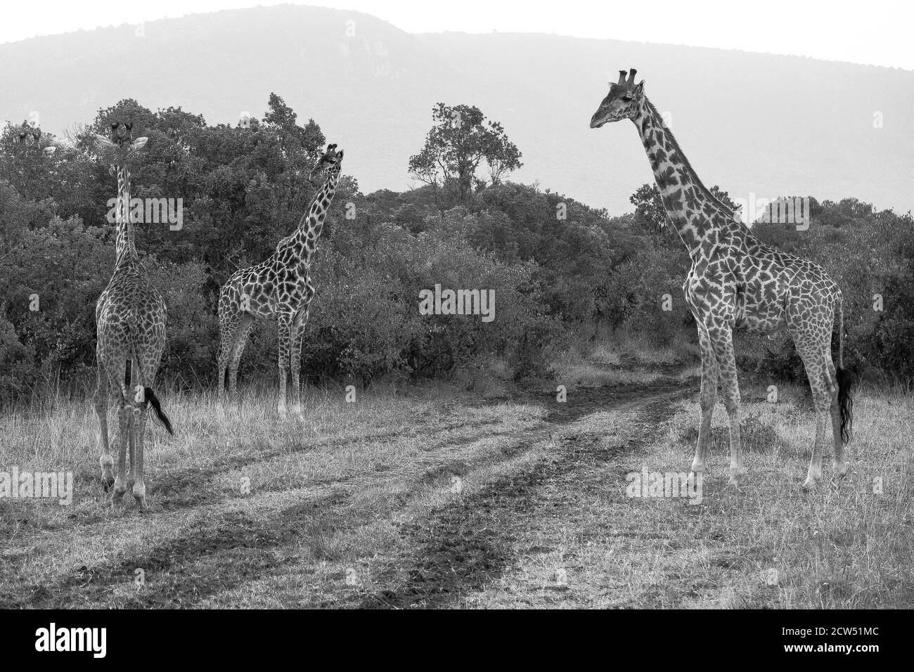 Safari nelle pianure dell'Africa orientale Foto Stock