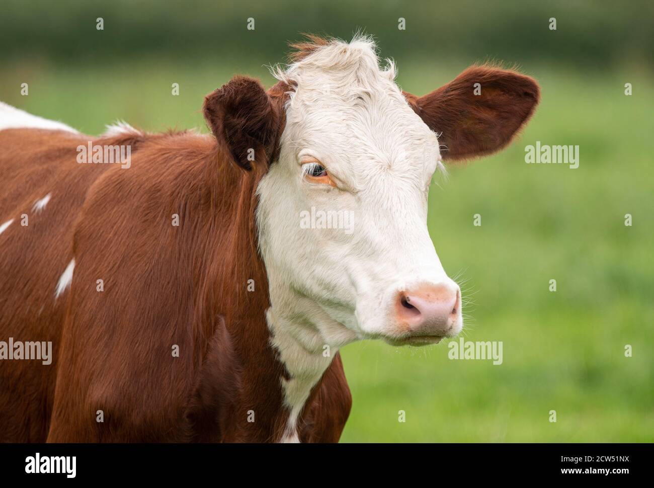 Un vicino la foto di un marrone e bianco mucca in piedi in un campo Foto Stock