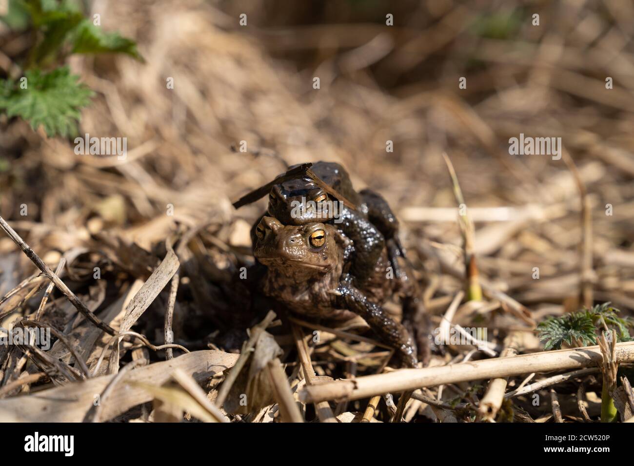 Un paio di punte comuni (Bufo bufo) che si accoppiano in canna vicino al laghetto d'acqua. Stagione di accoppiamento dei toads europei selvaggi Foto Stock