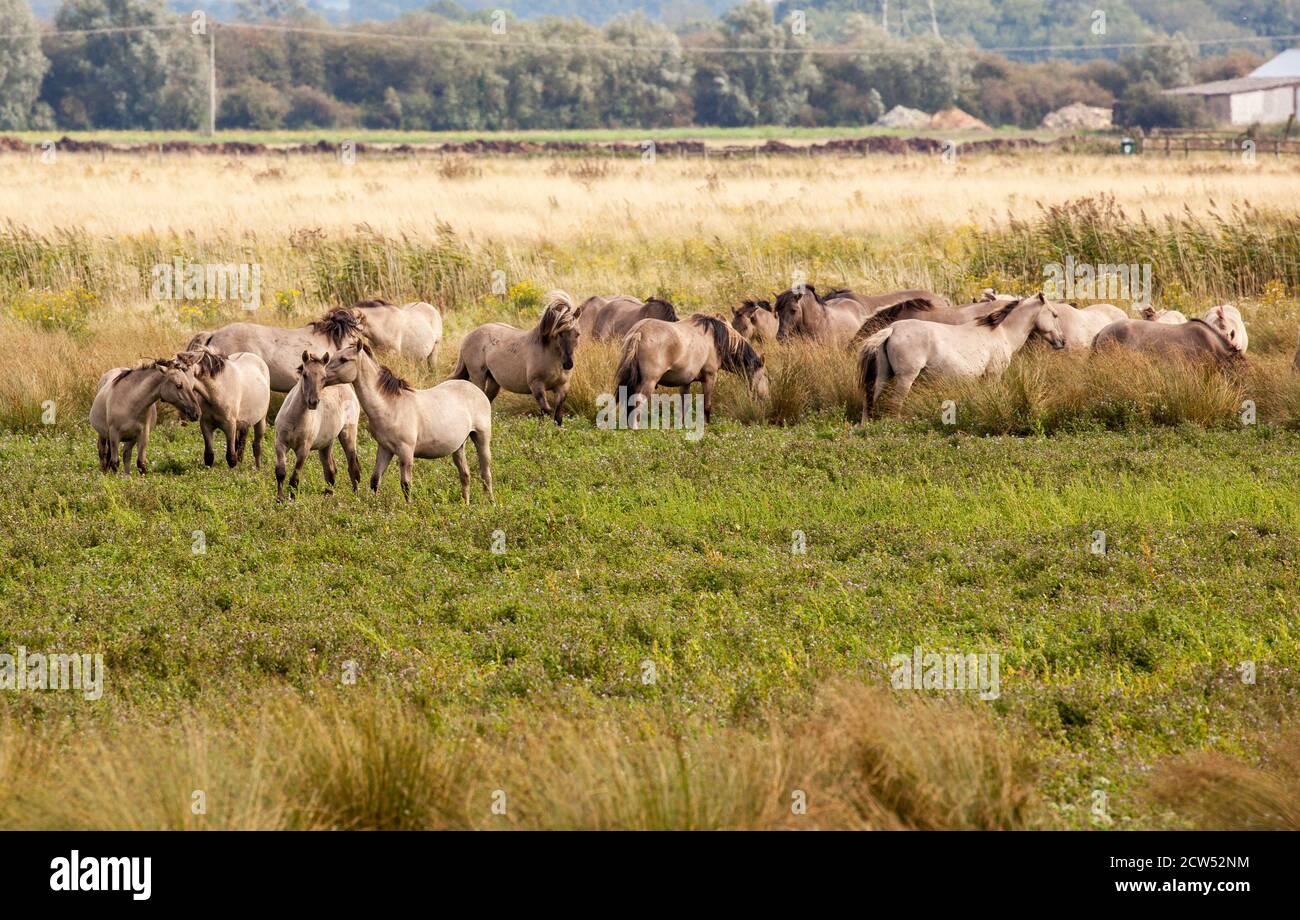 Il Konik o cavallo primitivo polacco un piccolo cavallo selvatico semi-ferale, originario della Polonia, qui utilizzato per pascolare la riserva naturale di Wicken fen Foto Stock