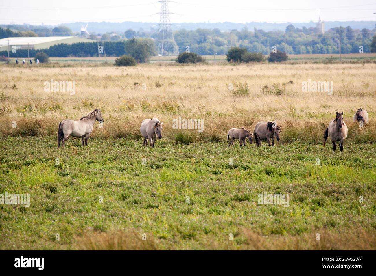 Il Konik o cavallo primitivo polacco un piccolo cavallo selvatico semi-ferale, originario della Polonia, qui utilizzato per pascolare la riserva naturale di Wicken fen Foto Stock