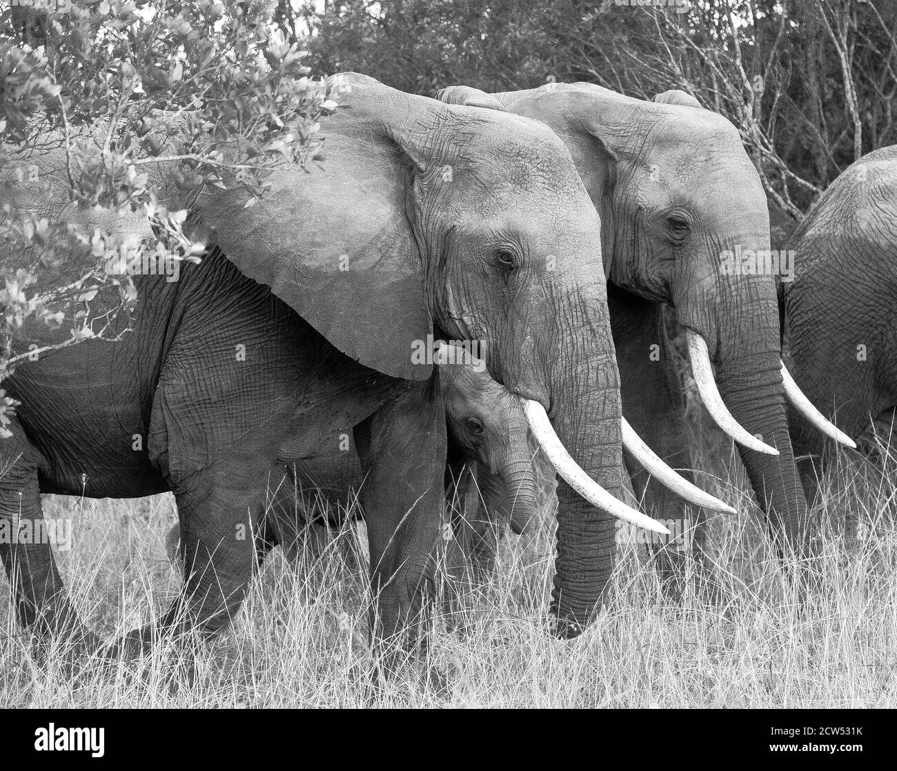 Safari nelle pianure dell'Africa orientale Foto Stock