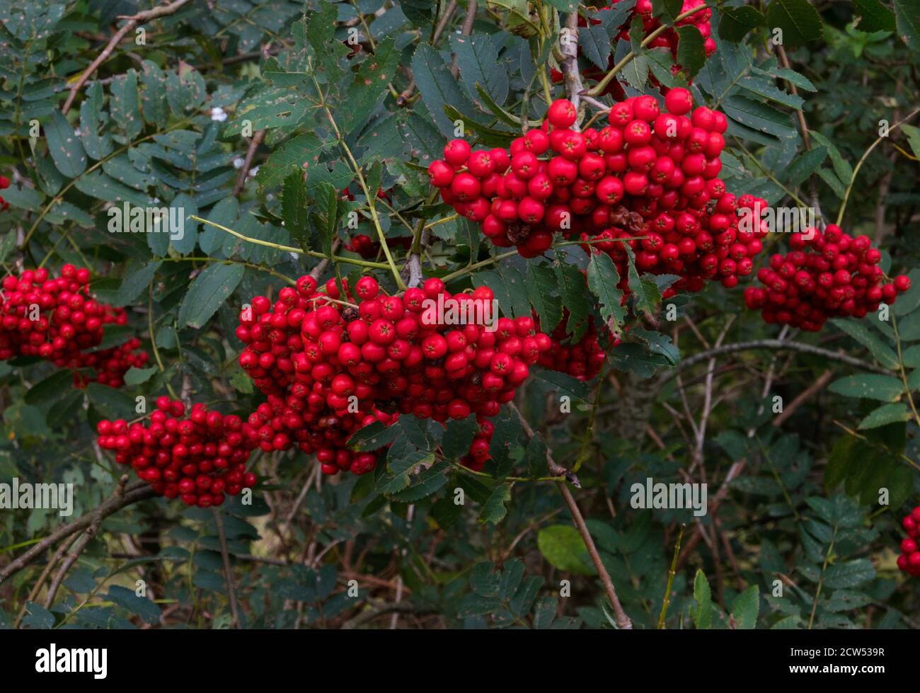 Arbusto di Rowan o cenere di montagna pieno di corymbs di rosso maturo bacche Foto Stock