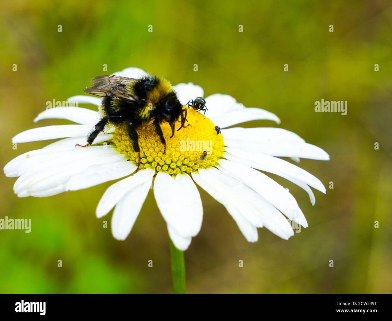 l'ape bumble succhia il nettare del fiore dalle margherite Foto Stock