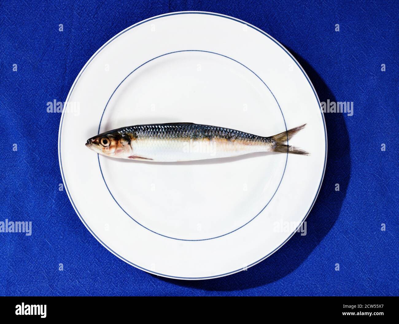 Pesci di pilchard europeo -sardine - Foto Stock