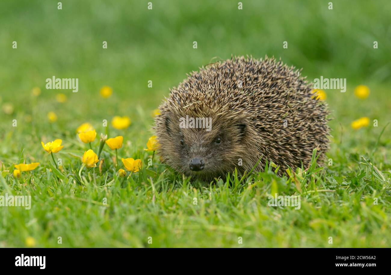 Hedgehog. Riccio selvatico, nativo rivolto in avanti in habitat naturale giardino con erba verde e coppe gialle. Nome scientifico: Erinaceus Europaeus Foto Stock