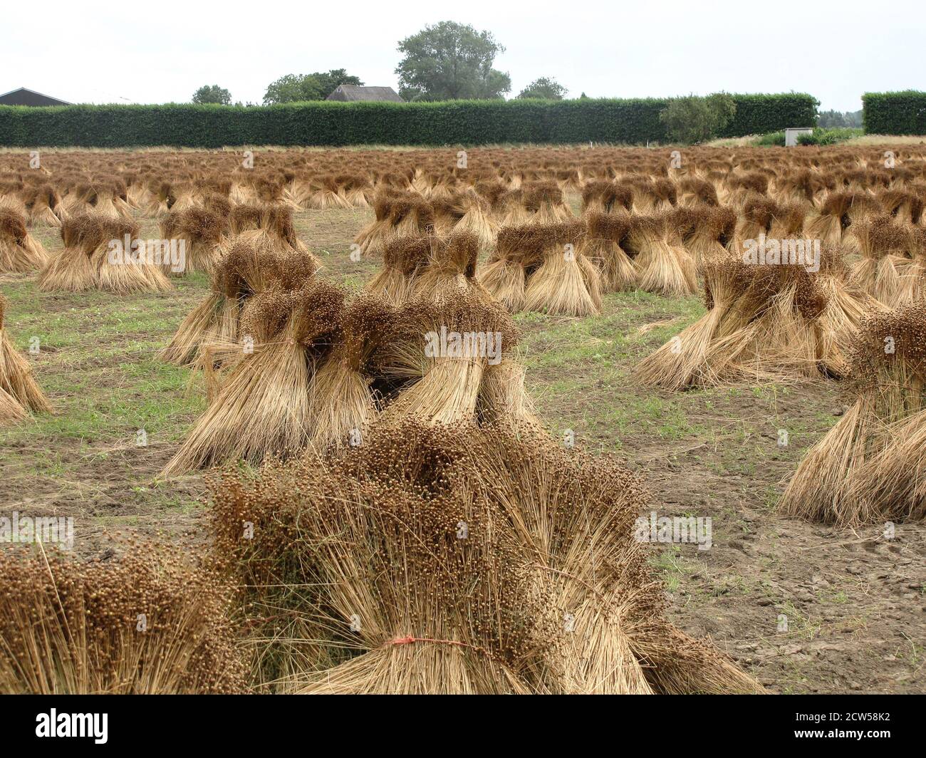file di mazzi di piante di lino si essiccano in covoni in un campo nella campagna olandese in zelanda in estate Foto Stock