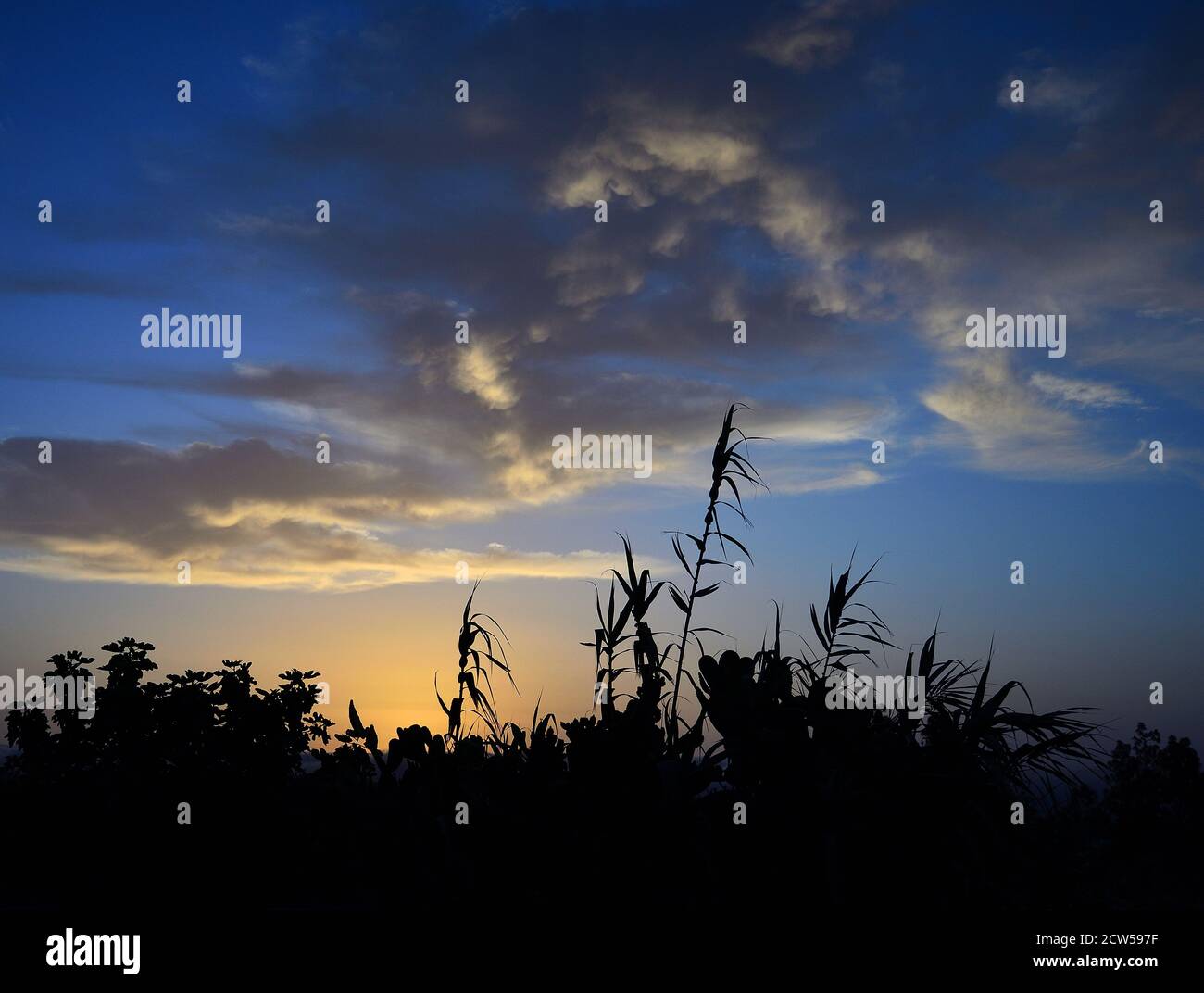 Bella alba con cielo blu, piccole nuvole sparse e vegetazione retroilluminata Foto Stock