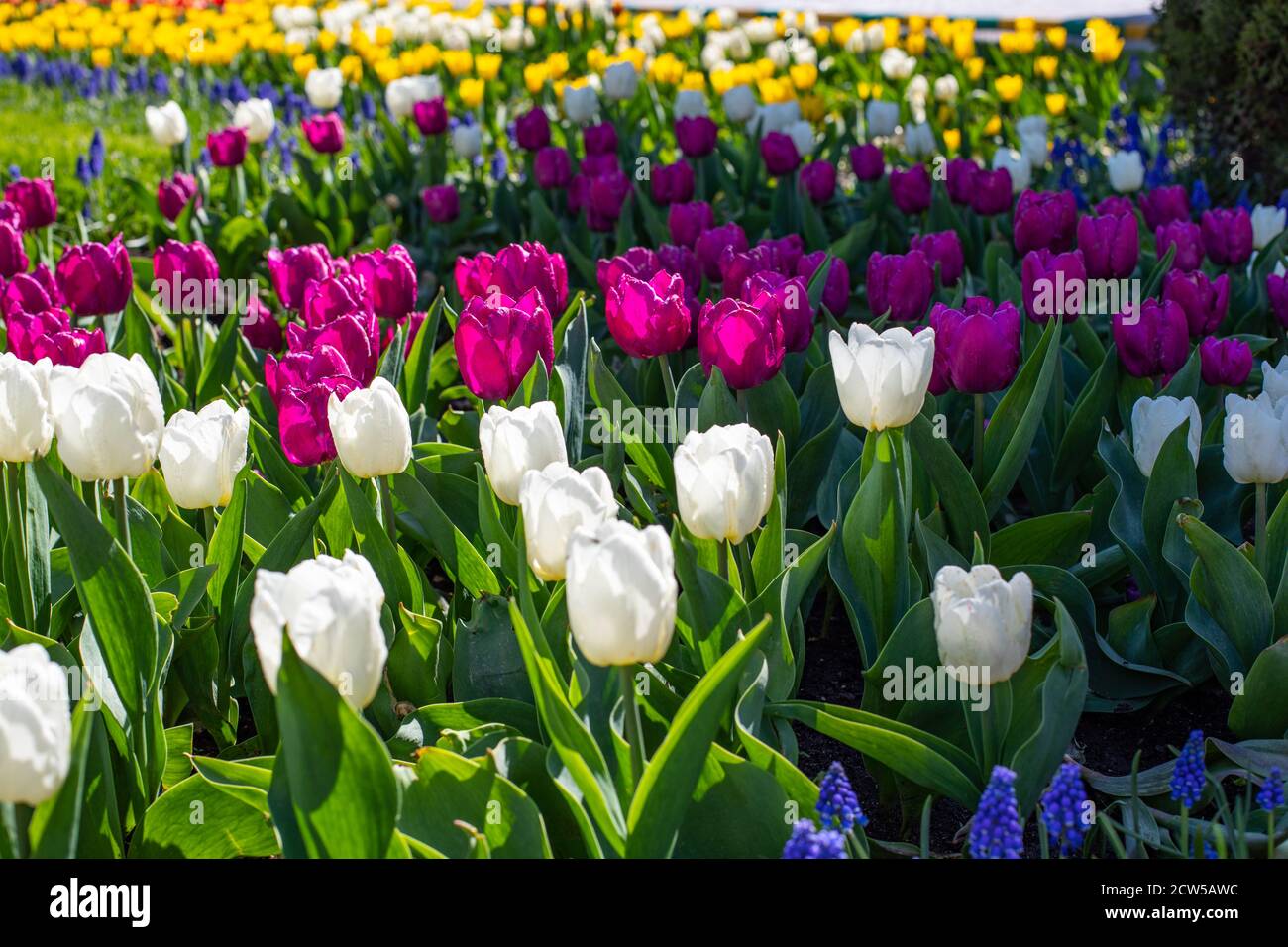 Tulipani bianchi e rosa brillante all'aperto. Bellissimo paesaggio primaverile con fiori di tulipano su un letto di fiori. Magenta rosa brillante, piantagione di tulipani Foto Stock