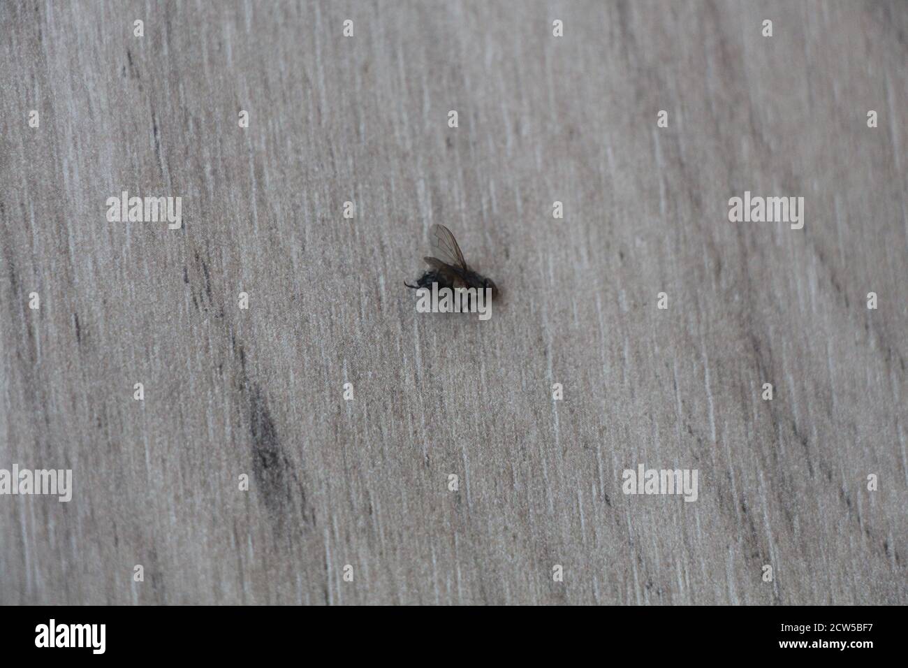 Abbiamo ucciso questa volata di casa presumibilmente sporca con mezzi meccanici. Ciò significa che l'abbiamo colti finché non si è fermato a muoversi. Si possono ancora vedere le sue ali. Foto Stock