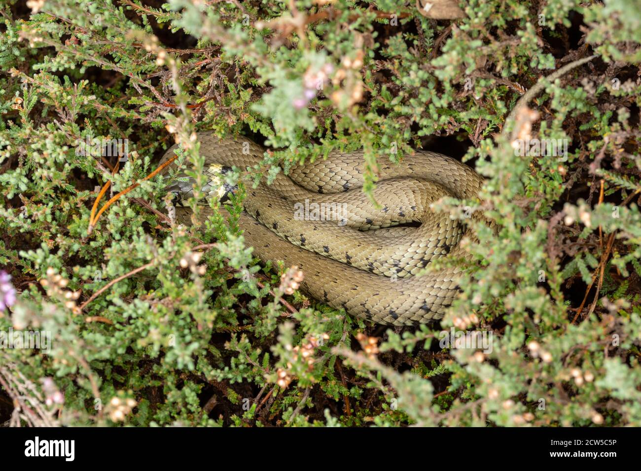 Serpente d'erba (Natrix helvetica) crogiolarsi su erica, Regno Unito Foto Stock