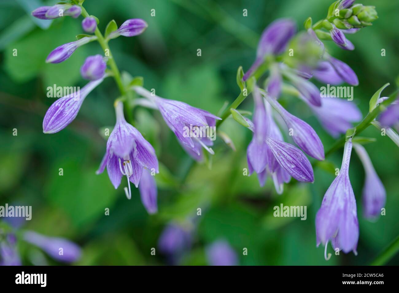 Immagine macro surreale astratta di fiori viola di osta con sfondo verde sfocato natura e spazio copia. Full frame con luce naturale Foto Stock