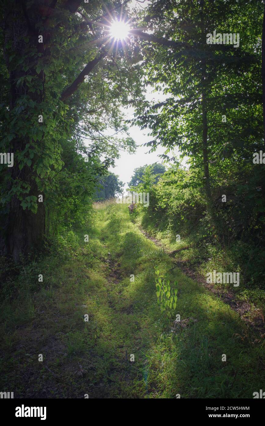 Ora d'oro la luce del sole attraversa i rami creando una luce appicciata sul sentiero del bosco. Una donna si siede nell'erba da compensazione di fondo. Natura verde Foto Stock