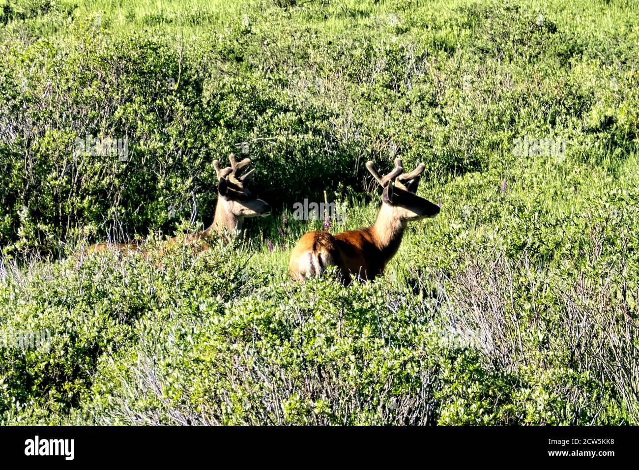 Elk Growing antlers, Colorado Trail, Colorado Foto Stock