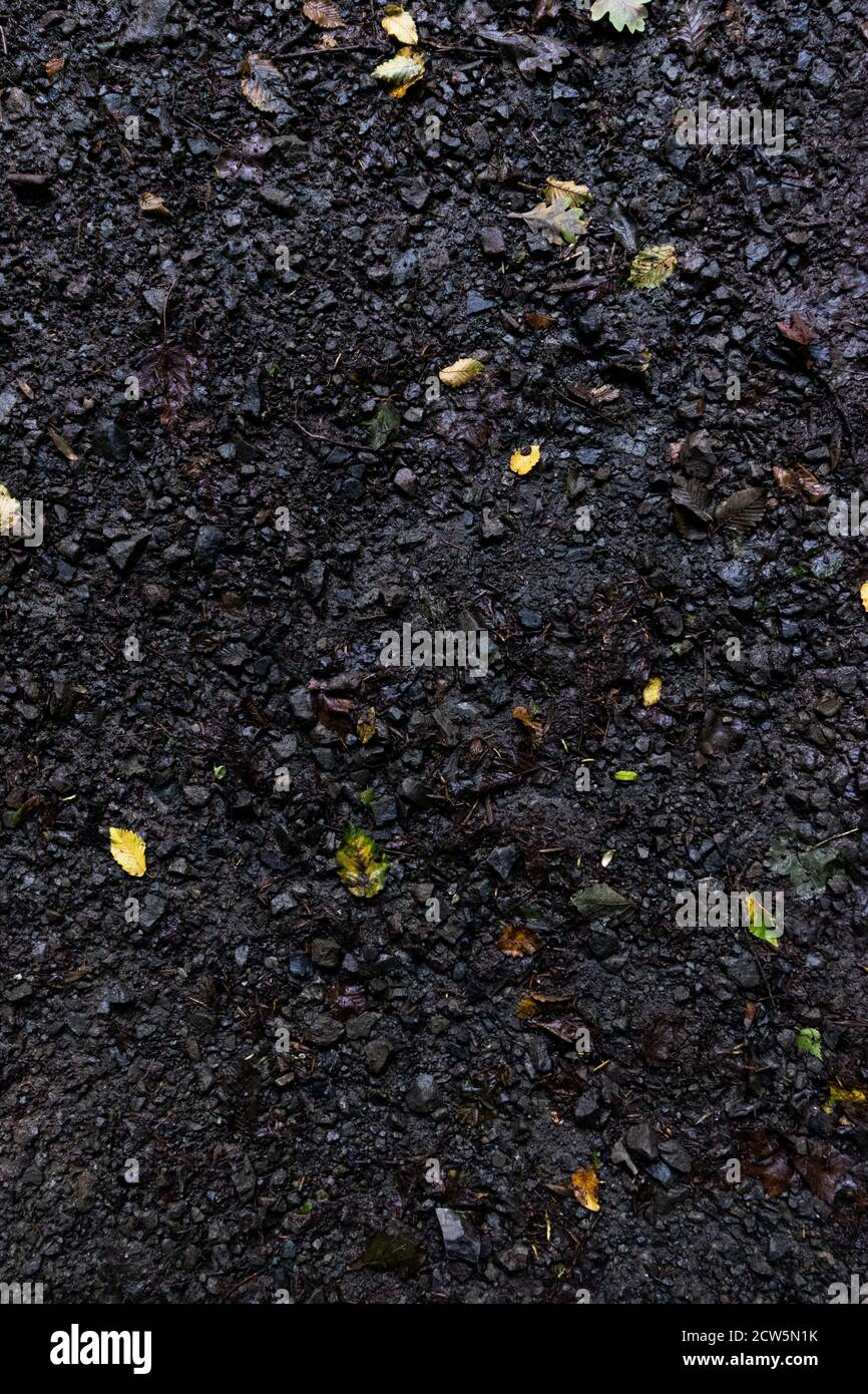 Le varie texture del pavimento della foresta, macchiate con foglie cadenti per fare una superficie terrosa e grintosa Foto Stock