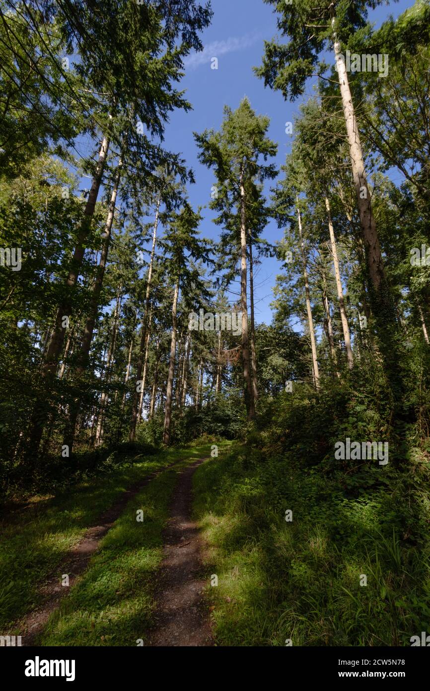 Il sole getta modelli di ombre attraverso il percorso della foresta Foto Stock