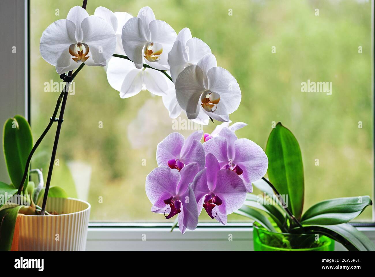 orchidee che fioriscono in vasi di fiori sul davanzale della finestra Foto Stock