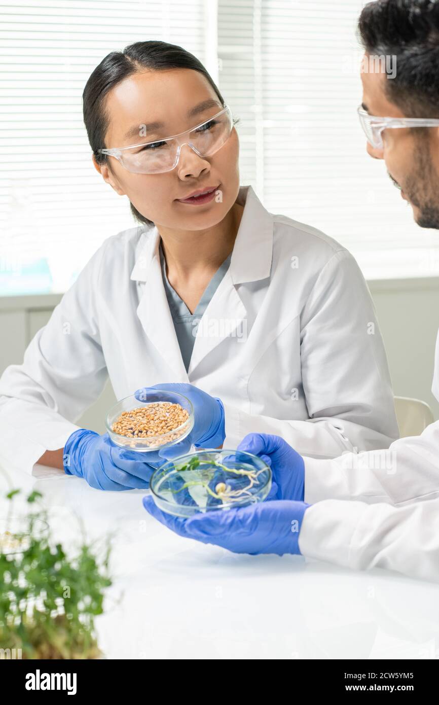 Due scienziati che tengono piatti di Petri con grani di grano e coltivati in laboratorio germogli di soia Foto Stock